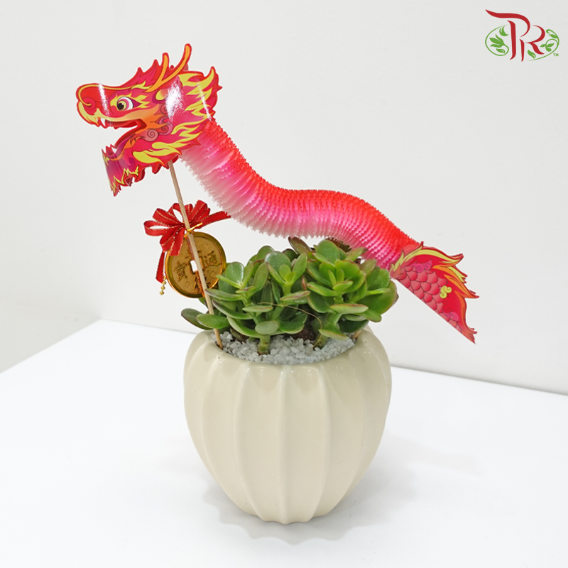 CNY Crassula Plant Arrangement《龙舞蛇绕》 (Random Choose Dragon Deco Colour & CNY Ornaments)