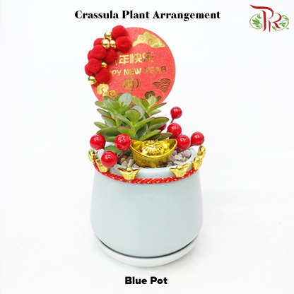 Crassula Plant Arrangement - 玉树 《钱途似锦》(With Pot Colour Options)