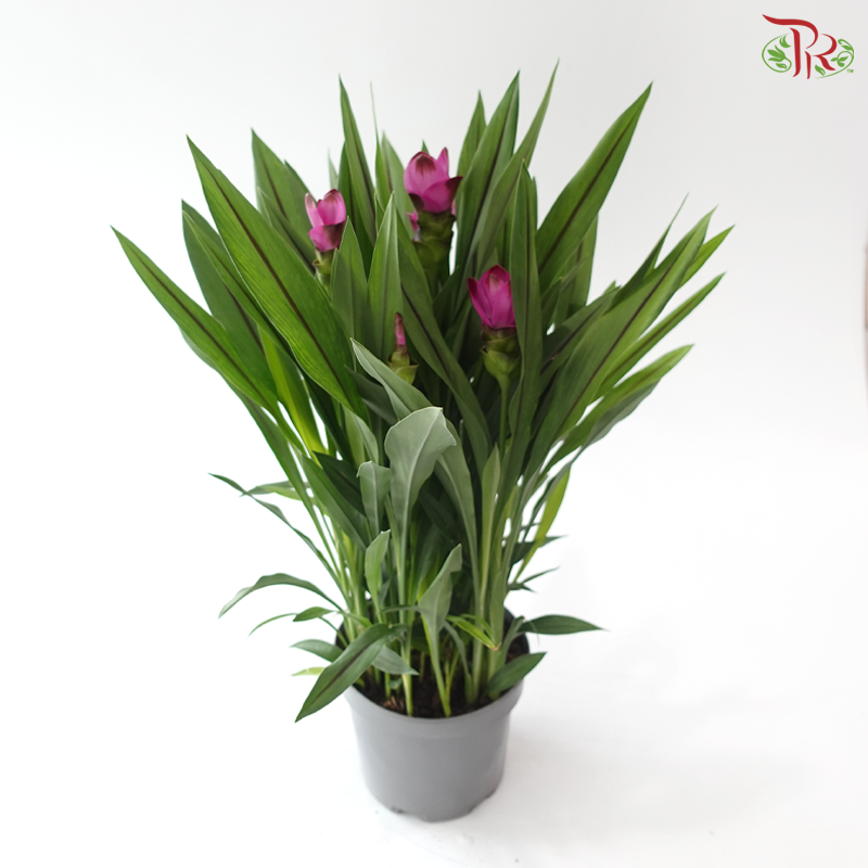 Curcuma P170 姜荷花 Y05