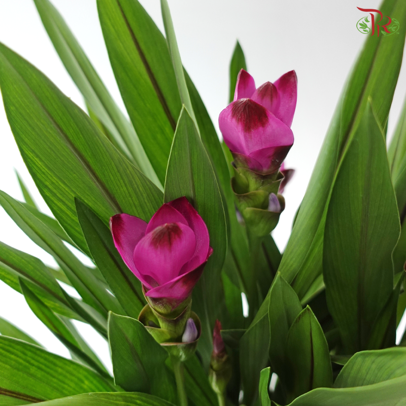 Curcuma P170 姜荷花 Y05
