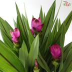 Curcuma P170 姜荷花 Y05