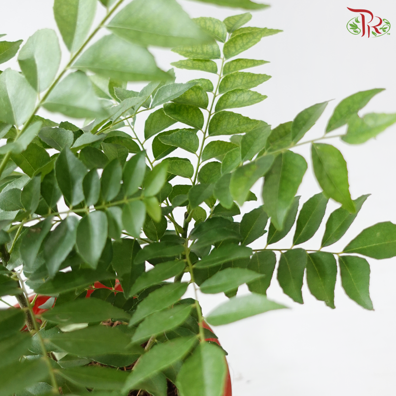 Curry Leaves P150 咖喱叶 J01