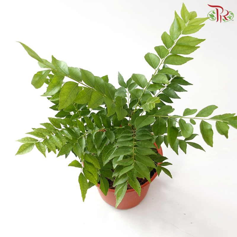 Curry Leaves P150 咖喱叶 J01