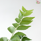 Curry Leaves P150 咖喱叶 J01