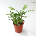 Curry Leaves P150 咖喱叶 J01