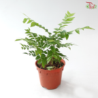 Curry Leaves P150 咖喱叶 J01