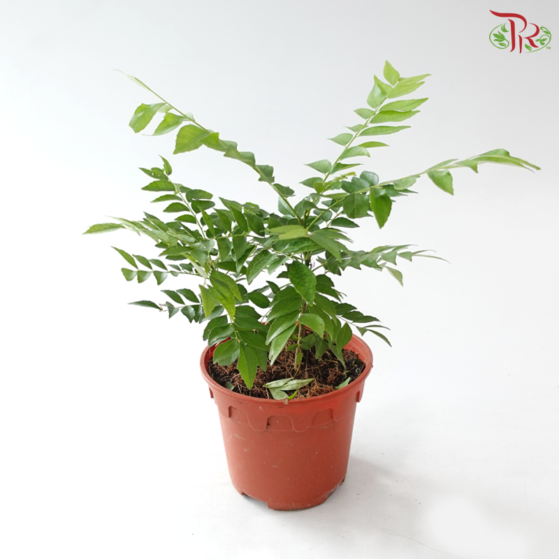 Curry Leaves P150 咖喱叶 J01