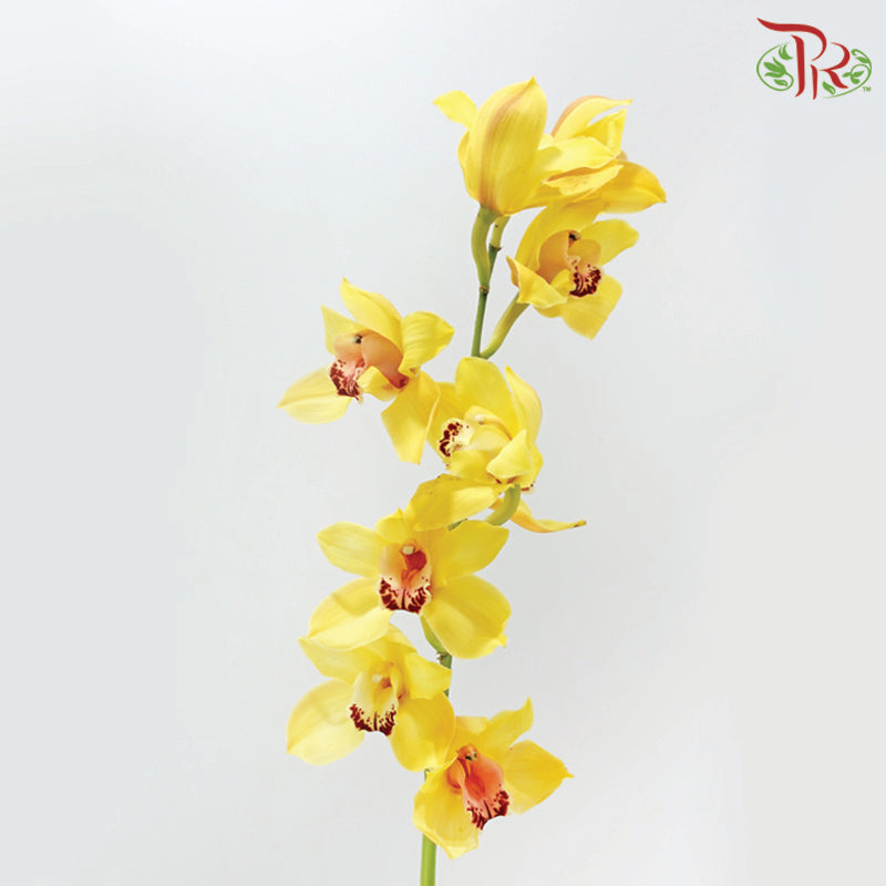 Cymbidium AAA - Yellow With Red Lips (8-11 Blooms) (Per Stem)