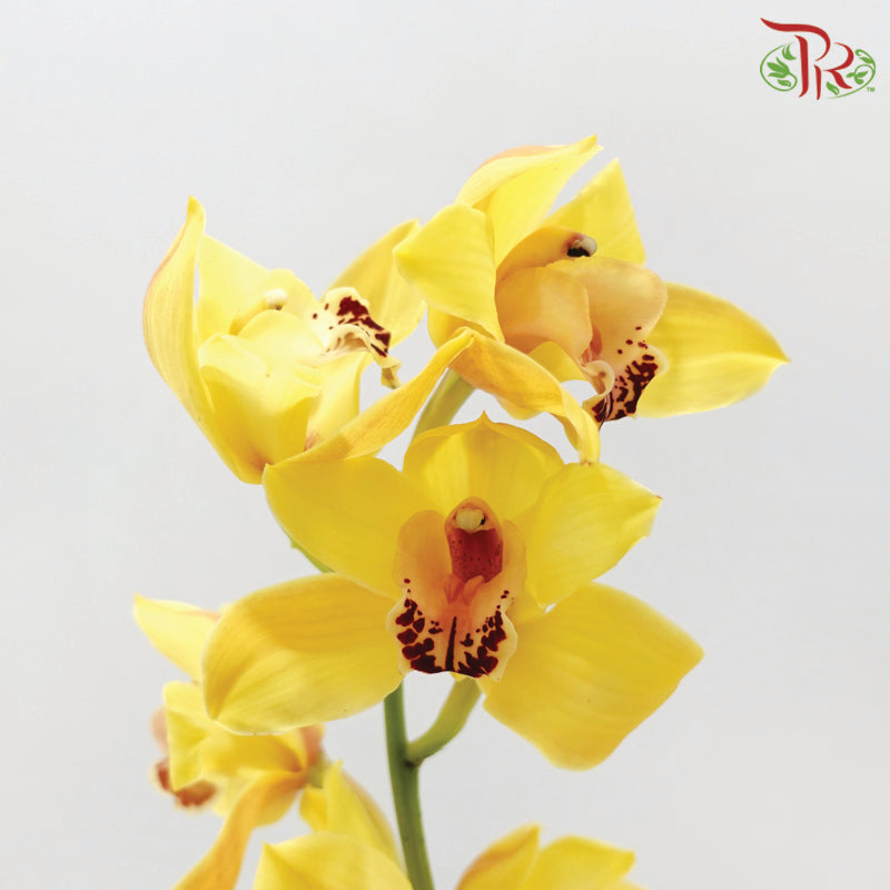 Cymbidium AAA - Yellow With Red Lips (8-11 Blooms) (Per Stem)