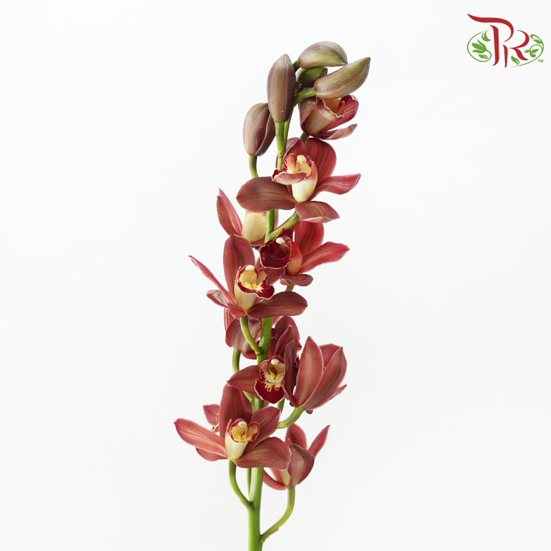 Cymbidium Orchid AAA - Dark Brown (8-11 Blooms) (Per Stem)