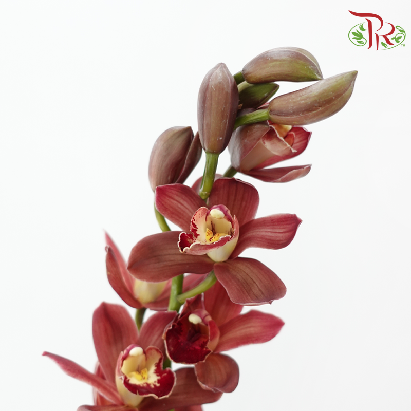 Cymbidium Orchid AAA (8-11 Blooms) - Red (Per Stem)
