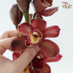 Cymbidium Orchid AAA - Dark Brown (8-11 Blooms) (Per Stem)
