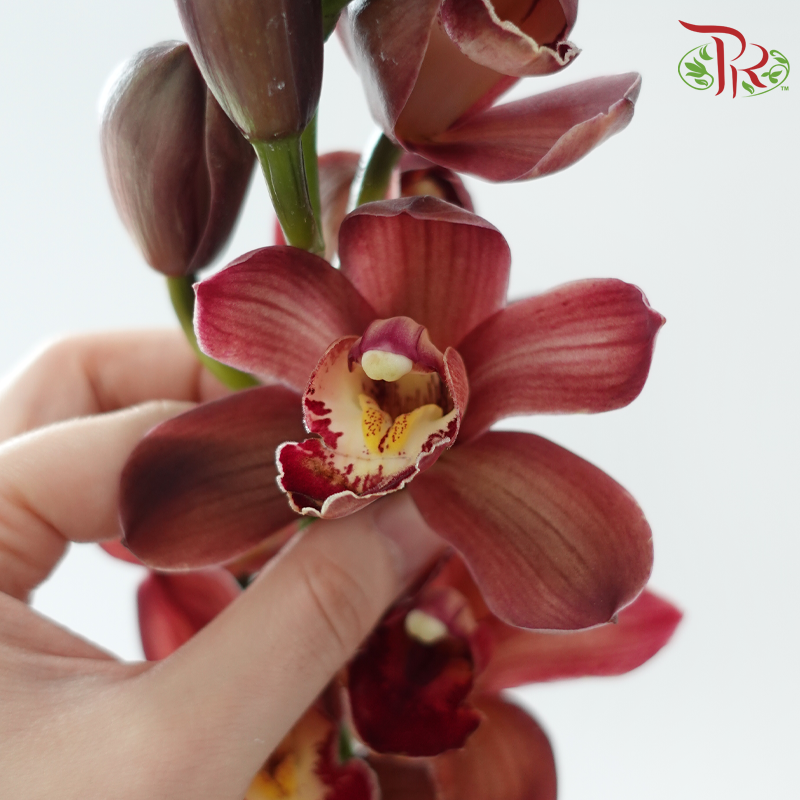 Cymbidium Orchid AAA (8-11 Blooms) - Red (Per Stem)