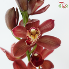 Cymbidium Orchid AAA - Dark Brown (8-11 Blooms) (Per Stem)