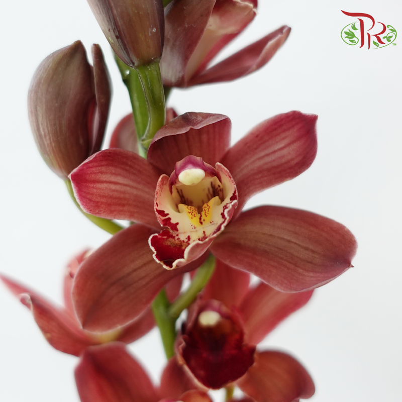 Cymbidium Orchid AAA (8-11 Blooms) - Red (Per Stem)