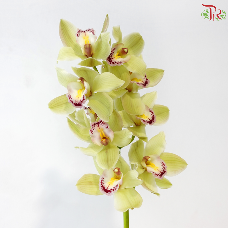 Cymbidium AAA - Light Green ( 8-11 Blooms ) - Per Stem