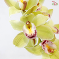 Cymbidium AAA - Light Green ( 8-11 Blooms ) - Per Stem