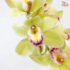 Cymbidium AAA - Light Green ( 8-11 Blooms ) - Per Stem