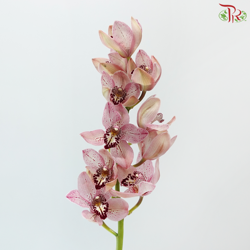 Cymbidium AAA - Pink With Speckles (8-11 Blooms) (Per Stem)
