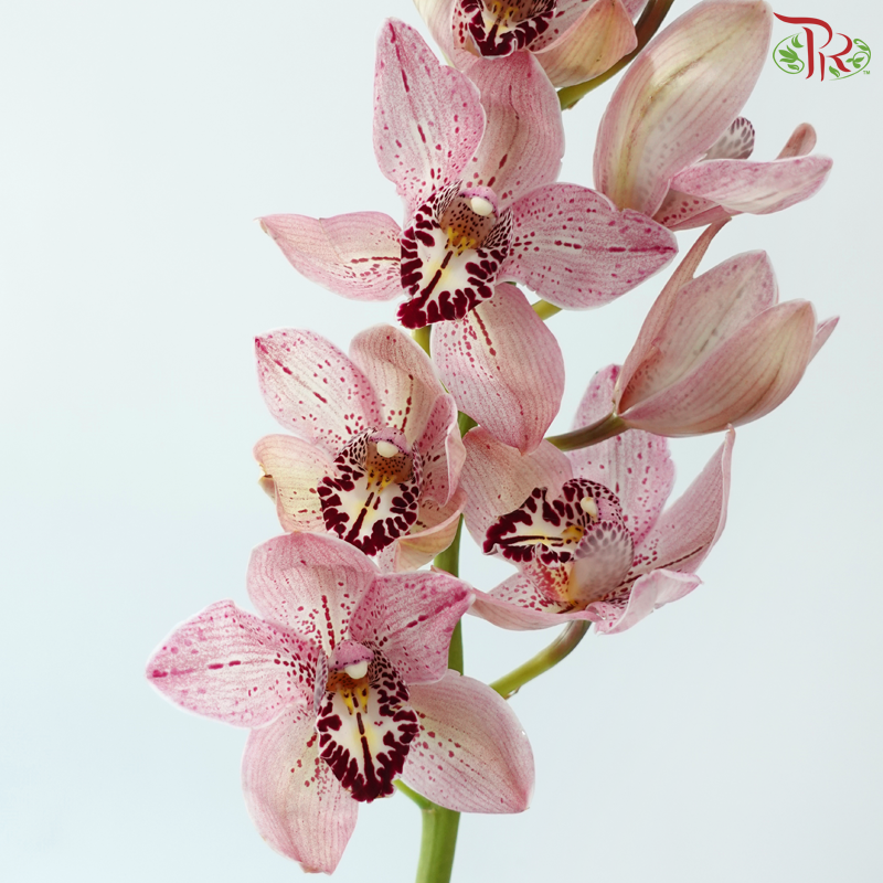 Cymbidium AAA - Pink With Speckles (8-11 Blooms) (Per Stem)