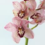 Cymbidium AAA - Pink With Speckles (8-11 Blooms) (Per Stem)