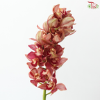 Cymbidium AAA - Brownish Red (8-11 Blooms) (Per Stem)
