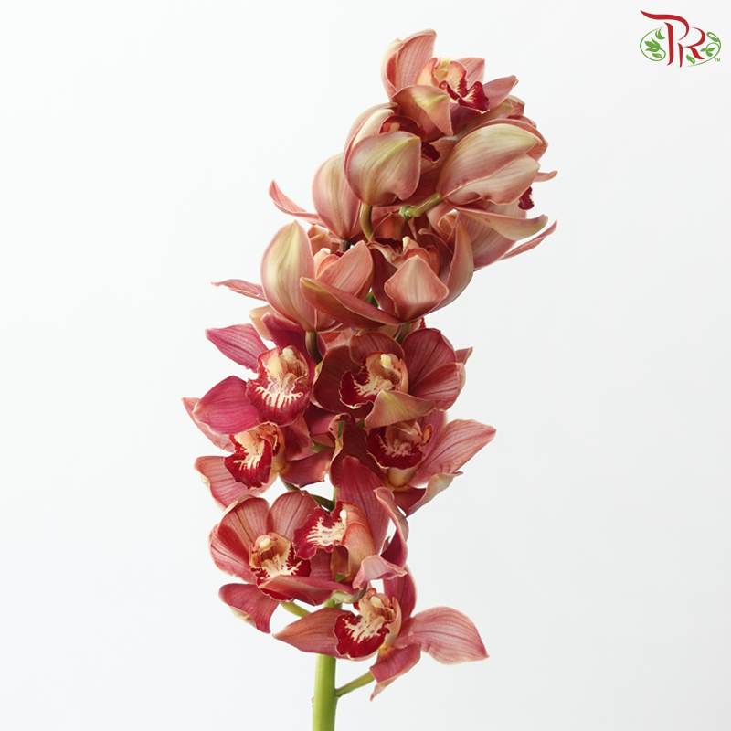 Cymbidium AAA - Brownish Red (8-11 Blooms) (Per Stem)