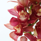 Cymbidium AAA - Brownish Red (8-11 Blooms) (Per Stem)