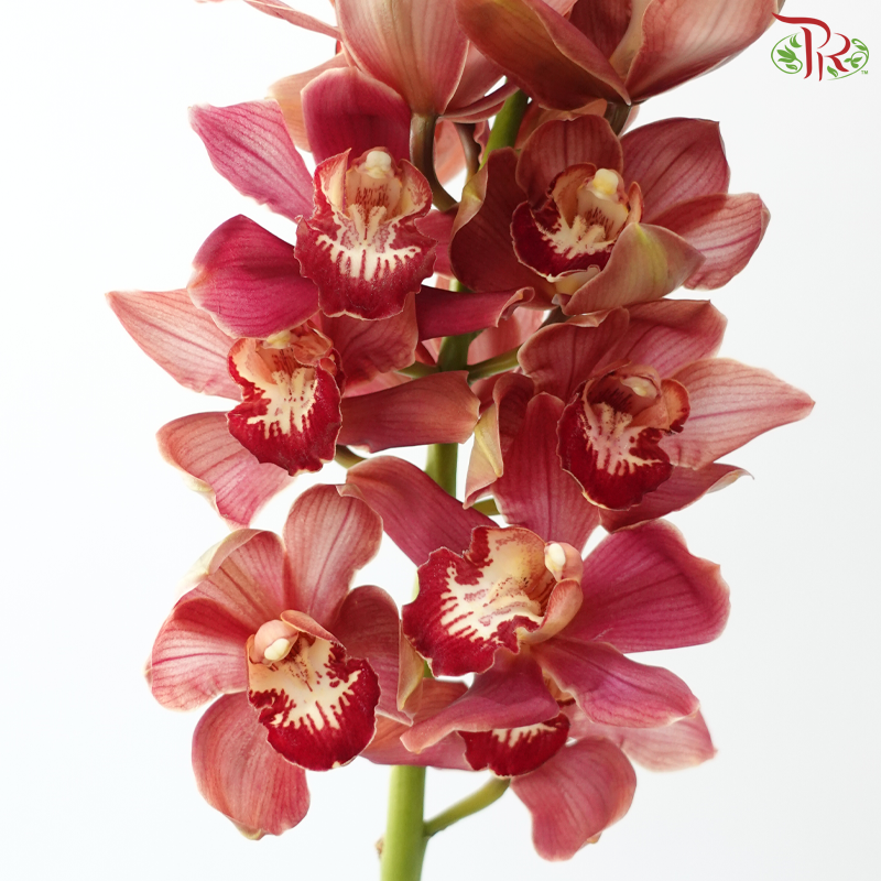 Cymbidium AAA - Brownish Red (8-11 Blooms) (Per Stem)