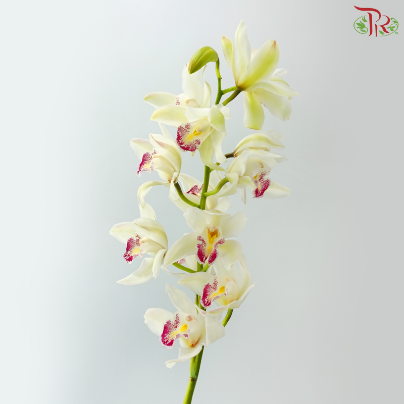 Cymbidium AAA - Light Green With Pink Lips (8-11 Blooms) (Per Stem)