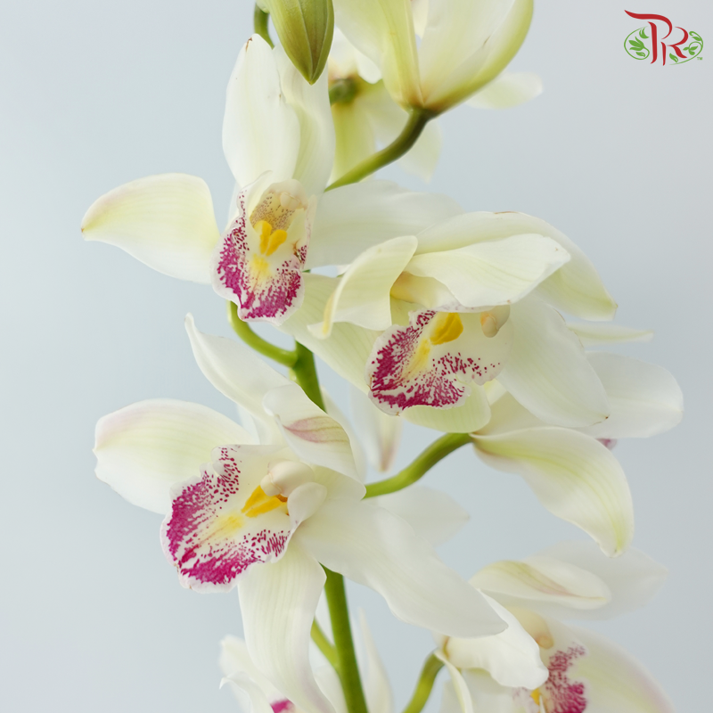 Cymbidium AAA - Light Green With Pink Lips (8-11 Blooms) (Per Stem)