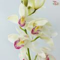 Cymbidium AAA - Light Green With Pink Lips (8-11 Blooms) (Per Stem)