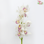 Cymbidium AAA - Silver White (8-11 Bloom) - Per Stem