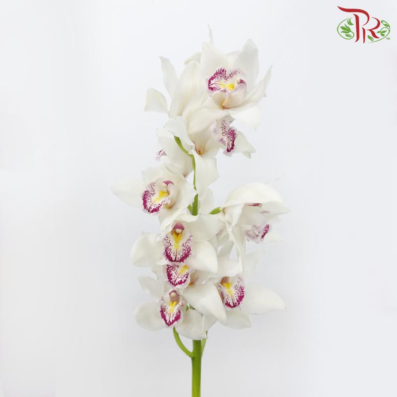 Cymbidium AAA - Silver White (8-11 Bloom) - Per Stem