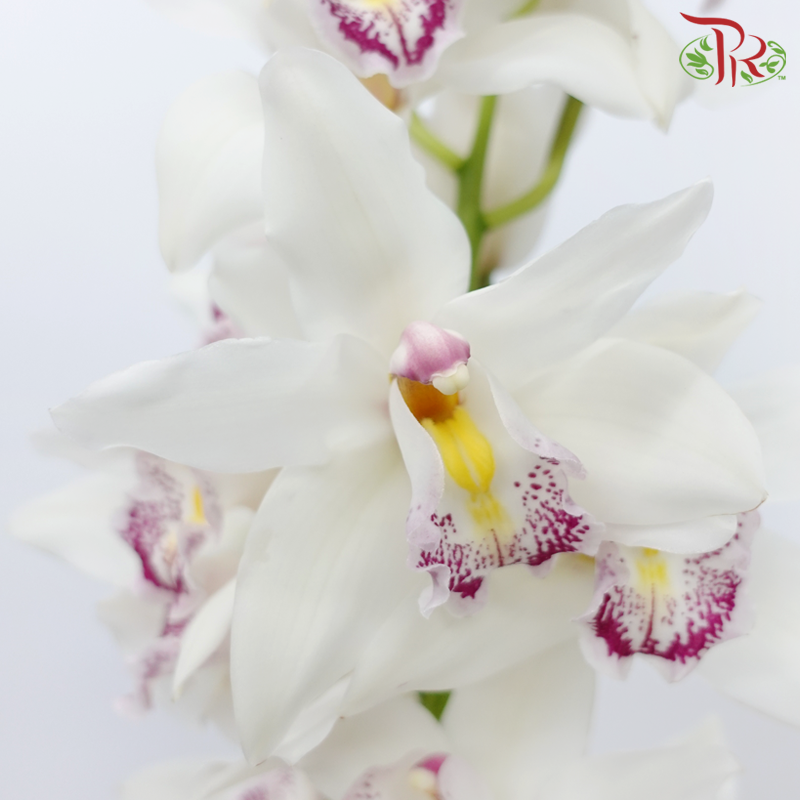 Cymbidium AAA - Silver White (8-11 Bloom) - Per Stem