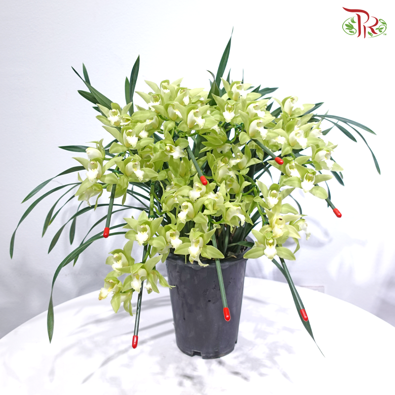 Cymbidium Plant 《拱兰》(Random Choose Color)
