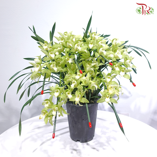 Cymbidium Plant 《拱兰》(Random Choose Color)
