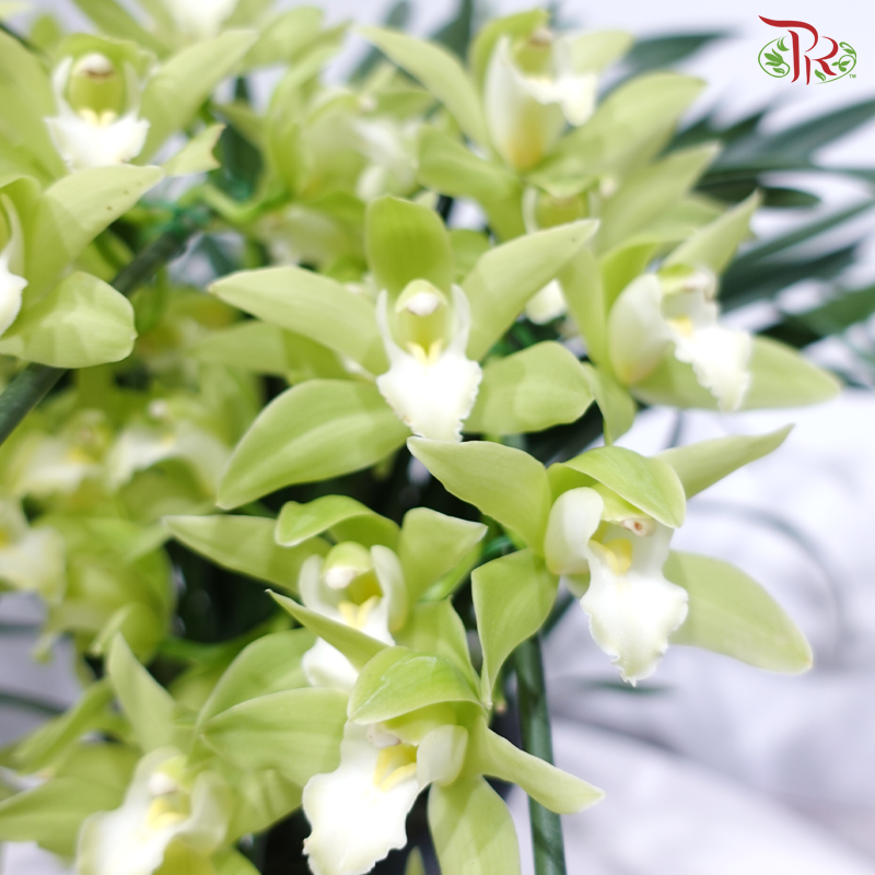 Cymbidium Plant 《拱兰》(Random Choose Color)