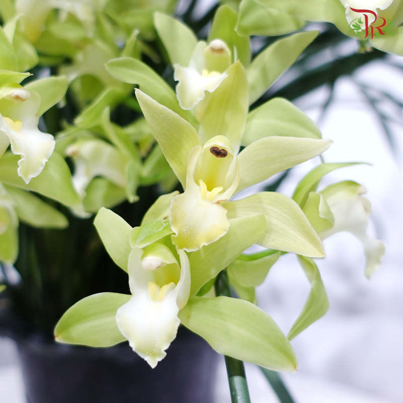 Cymbidium Plant 《拱兰》(Random Choose Color)