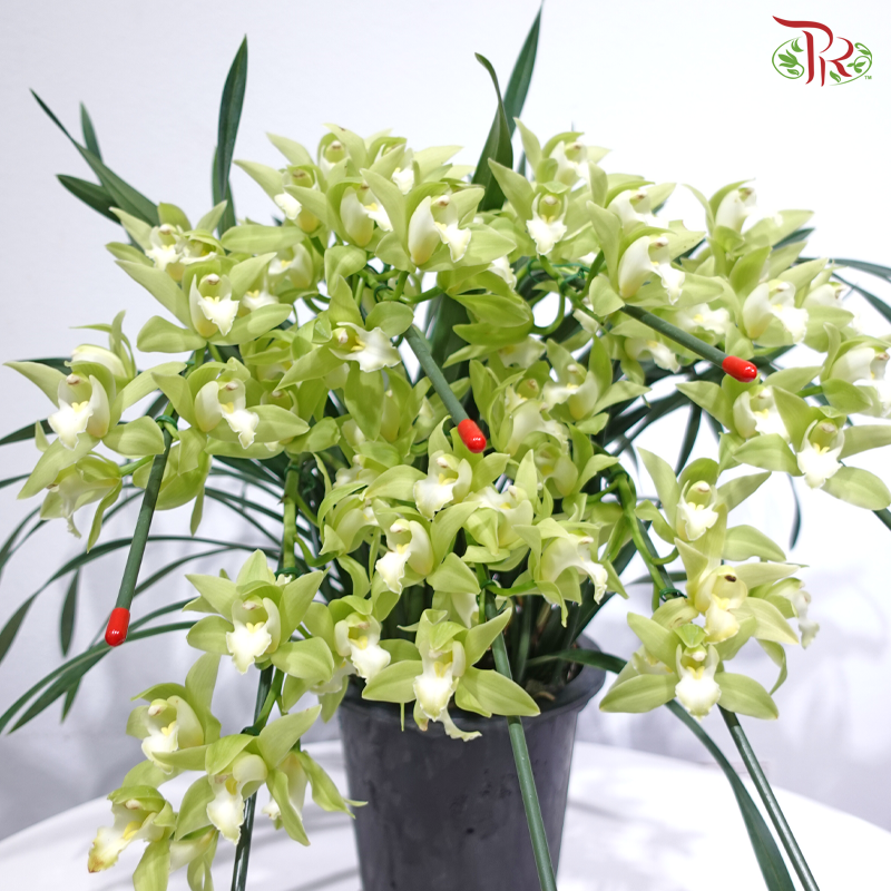 Cymbidium Plant 《拱兰》(Random Choose Color)
