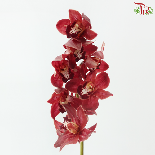 Cymbidium Orchid AAA - Dark Red (8-11 Blooms) (Per Stem)