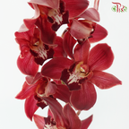 Cymbidium Orchid AAA - Dark Red (8-11 Blooms) (Per Stem)