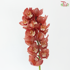 Cymbidium Orchid AAA - Dark Salmon (8-11 Blooms) (Per Stem)