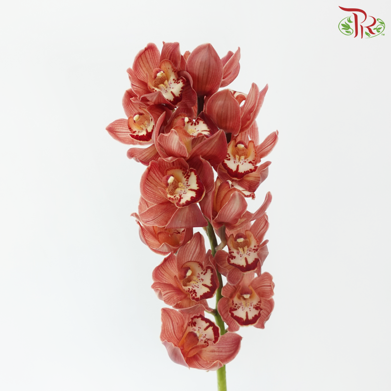 Cymbidium Orchid AAA - Dark Salmon (8-11 Blooms) (Per Stem)