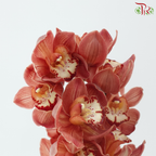 Cymbidium Orchid AAA - Dark Salmon (8-11 Blooms) (Per Stem)