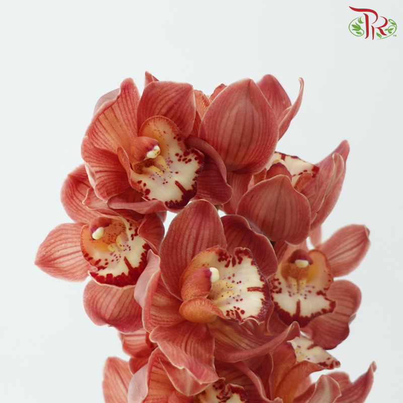 Cymbidium Orchid AAA - Dark Salmon (8-11 Blooms) (Per Stem)