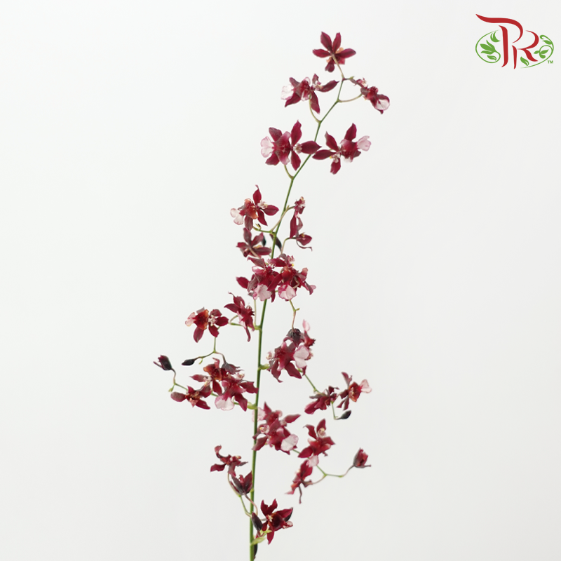 Orchid Oncidium Thai Perfume - (10 Stems)