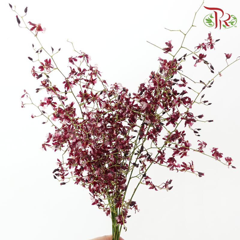 Orchid Oncidium Thai Perfume - (10 Stems)