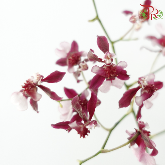 Orchid Oncidium Thai Perfume - (10 Stems)