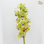 Cymbidium AAA - Apple Jack (8-11 Bloom) (Per Stem)